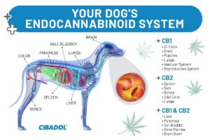 CBD For Pets