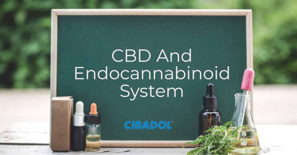 CBD Affect The Endocannabinoid System
