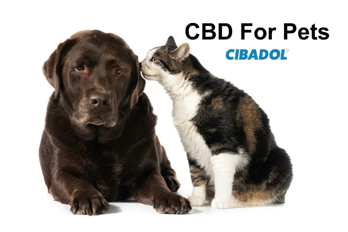 CBD Products For pets