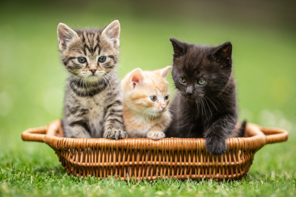 CBD For Cats With Kidney Disease