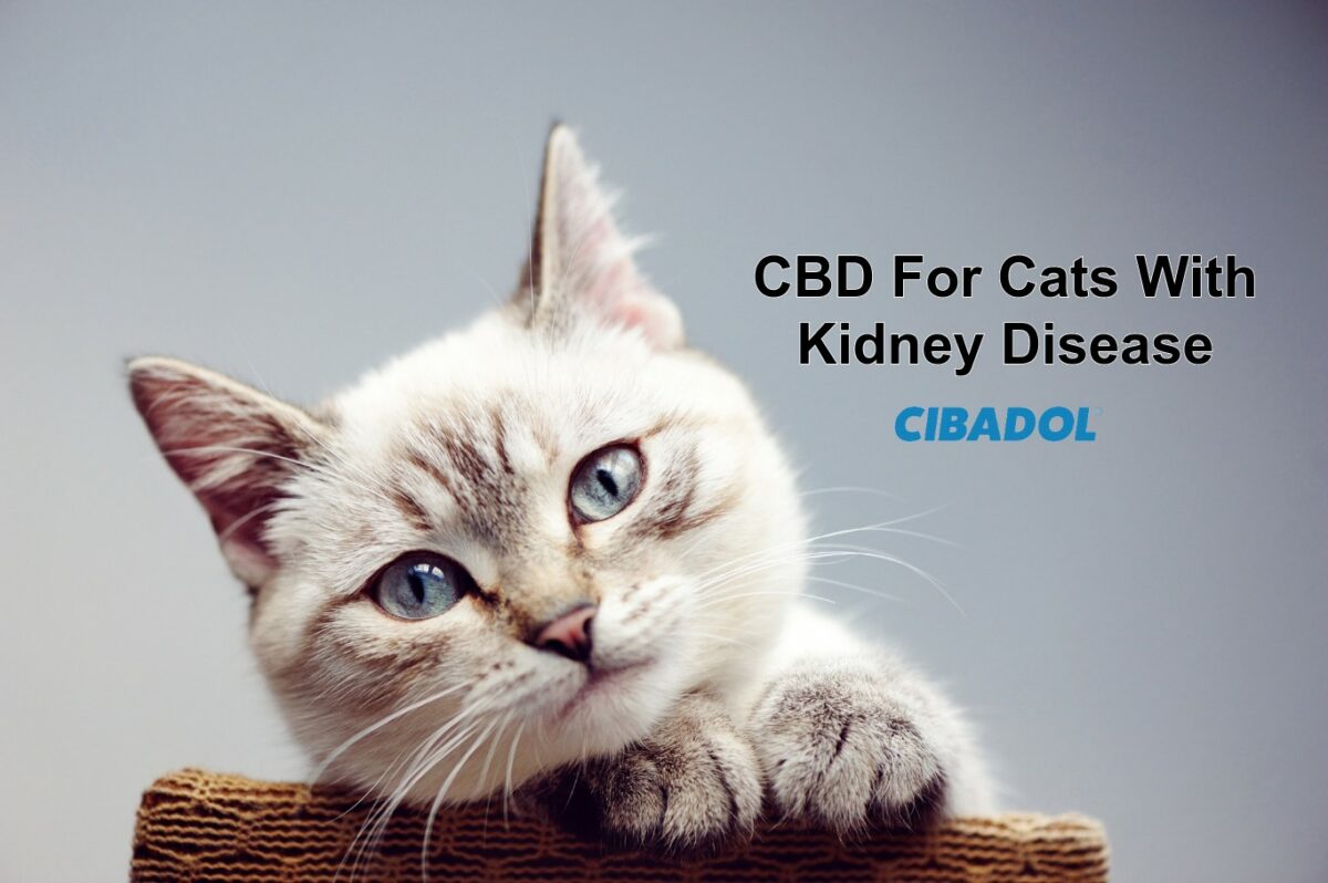 Cbd Oul For Cat With Kidney Disease Archives Cibadol cbd-oul-for-cat-with-kidney-disease-archives-cibadol