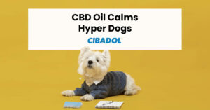 CBD Oil Calm Hyper Dogs