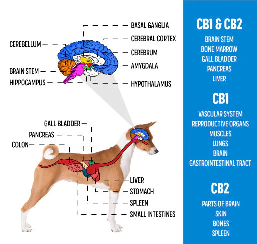 Cannabinoid Receptors In Canines