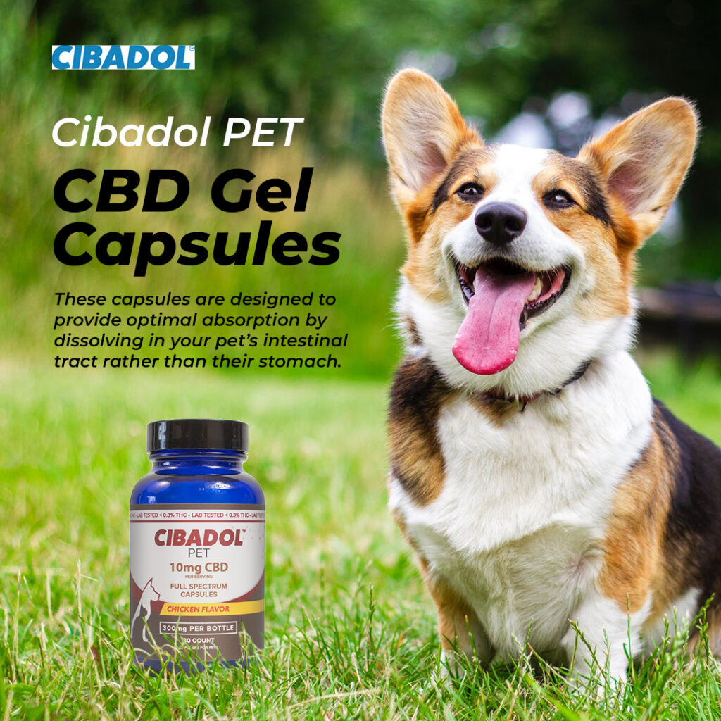 Cannabinoid Receptors In Canines