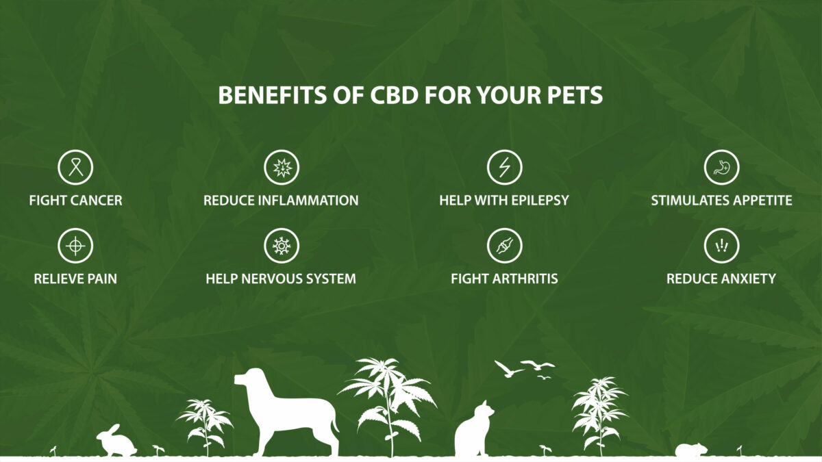 CBD For Pets vs Humans