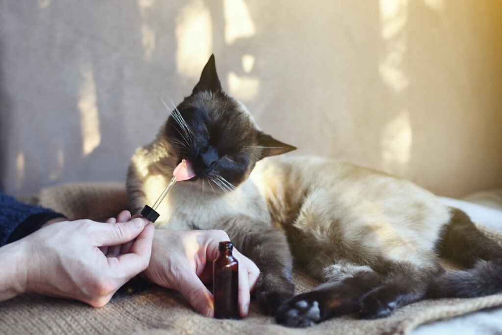CBD For Pets vs Humans