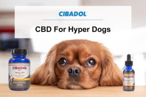 CBD Oil For Hyper Dogs