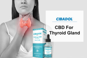 CBD For Thyroid Gland