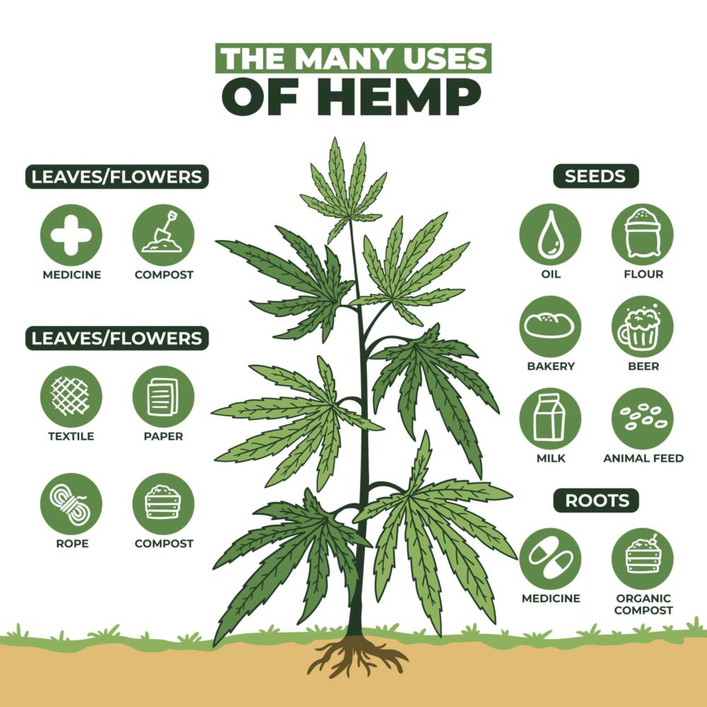 Uses of hemp plant Uses of hemp plant